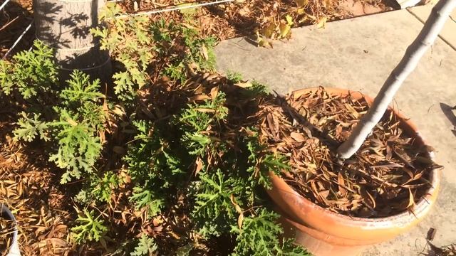 Citronella Plant to HELP with REPELLING Mosquitoes (EASY) смотреть онлайн