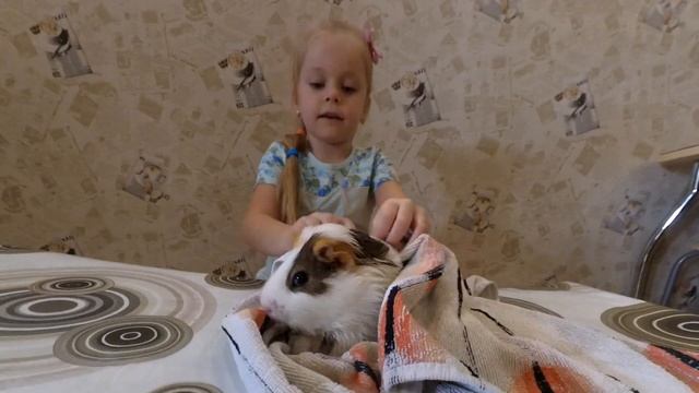 Купание морских свинок. Уход за грызунами. Готовим к свиданию! смотреть онлайн