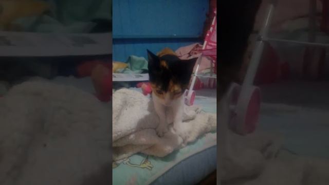 Mi gato bonito /cesar rivera mendosa смотреть онлайн