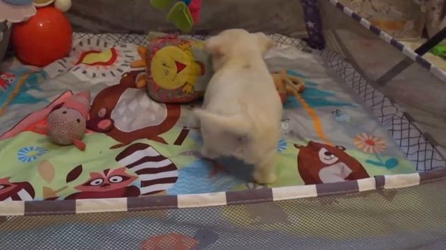 Мини чихуахуа. Девочка 2 месяца, очень маленькая. Happy Dog Chihuahua baby смотреть онлайн