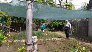 ЗАТЕНЯЕМ ТОМАТ В ОТКРЫТОМ ГРУНТЕ!