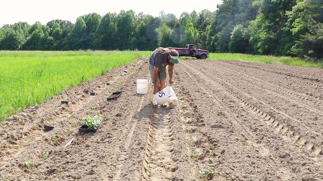 Cucurbit Planting | Mimosa Community смотреть онлайн