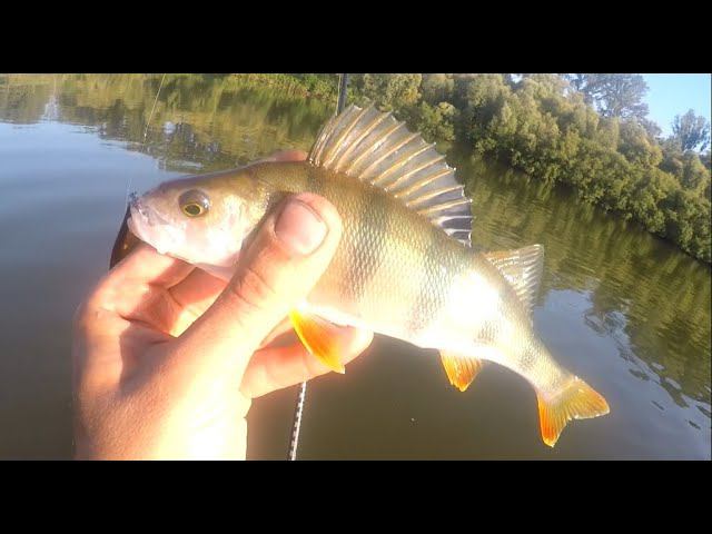 SUP-fishing - небольшая прогулка по уральской реке смотреть онлайн