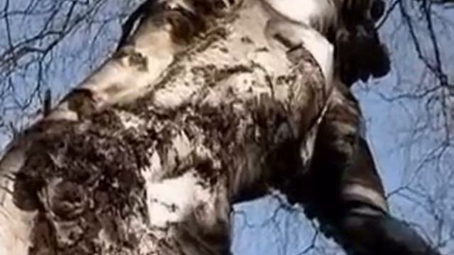 Жил был я (СТРОКИ В СКОБКАХ) смотреть онлайн