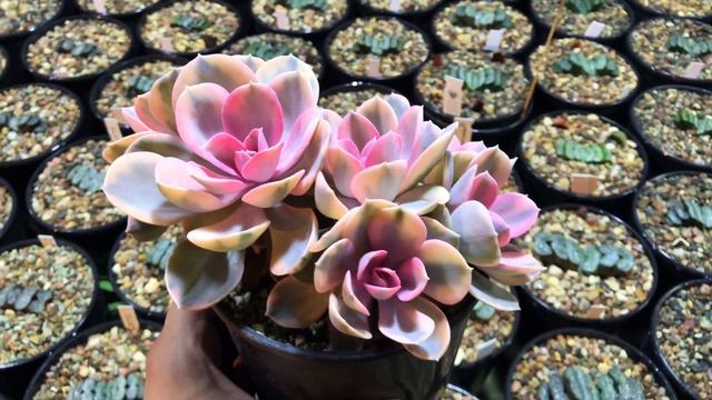 Echeveria Rainbow by Master Georgiy Aristov смотреть онлайн