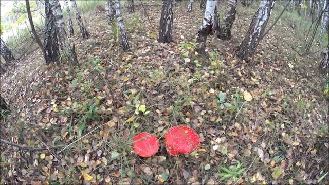 Последние грибы сентября смотреть онлайн