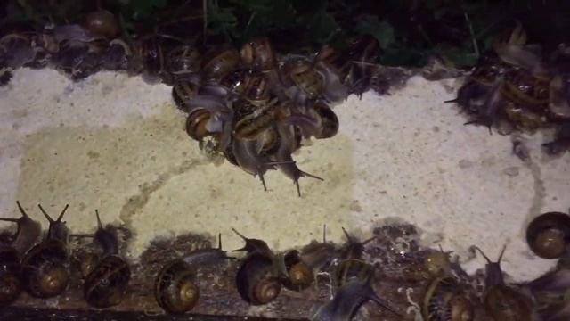 Snail Farm Night Walkthrough - Night The Best Time To Visit a Snail Farm смотреть онлайн