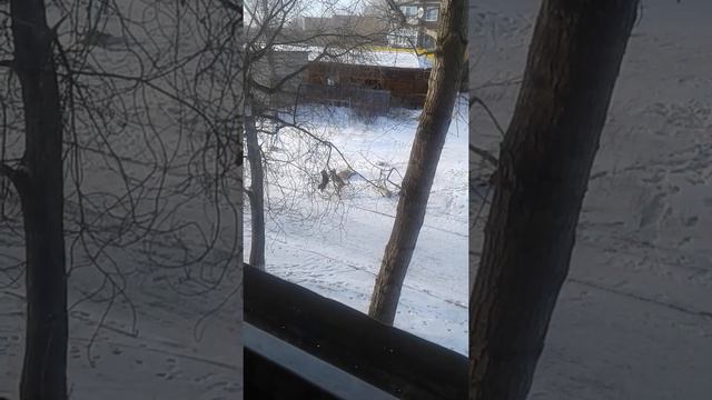 Степногорские собачьи бои смотреть онлайн
