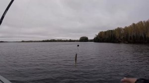 Клёв рыбы в ветер. Влияние ветра на клёв. Щука. Окунь. Судак