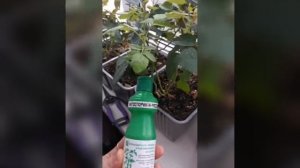 уход за розой кордана после покупки из магазина часть 1