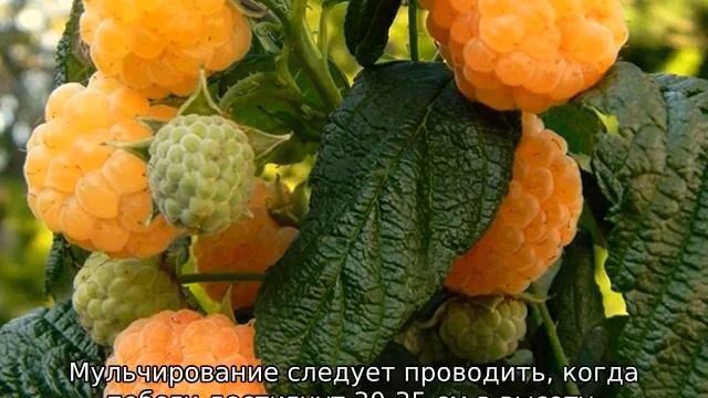 Малина ремонтантная: лучшие сорта для юга России смотреть онлайн