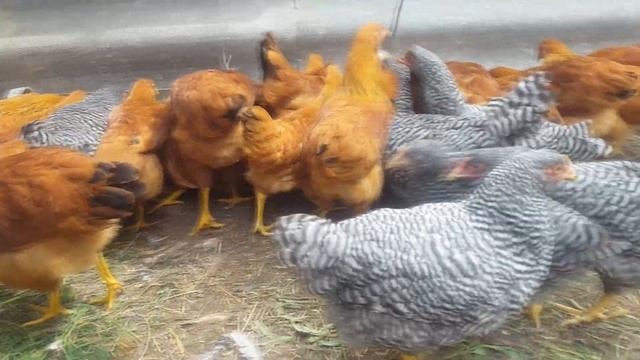 Порода курей Нью-Гемпшир. Чем же она хороша? Chicken breed New Hampshire. Why is she good? смотреть онлайн