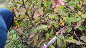 Обрезка куста жимолости сорта Аврора на большой урожай и крупную ягоду.