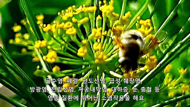 마타리(Matari)는 손상된 간과 전립선을 개선하며 염증에 좋아요 смотреть онлайн