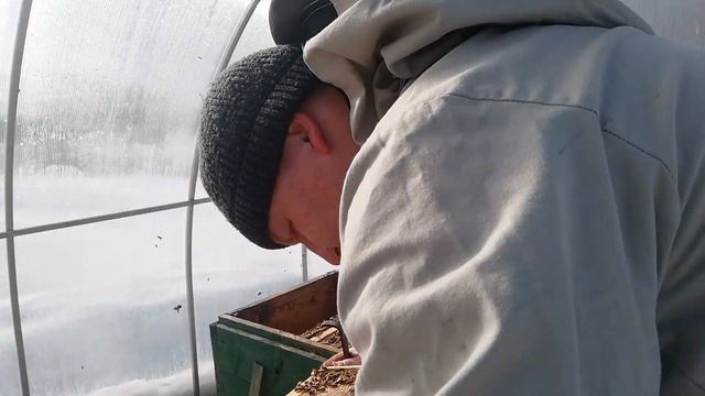Облёт и осмотр пчёл в теплице. смотреть онлайн