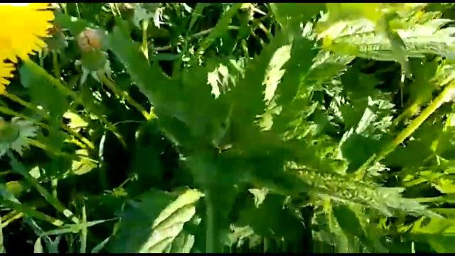 Памятник у дороги_ Наш  бывший дом_Поездка на кладбище_ Встреча с родственниками