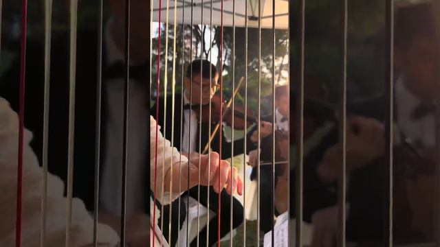 She from Notting Hill - Harp, Violin & Cello Trio смотреть онлайн