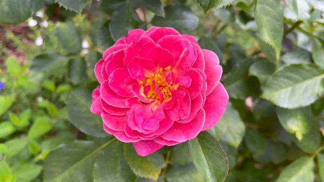Floribunda Rose - Queen of Elegance (2nd year - 2nd flush) смотреть онлайн