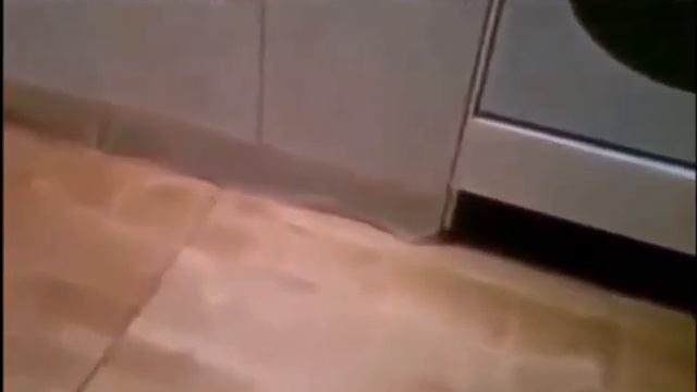 Кошки. Пугливые кошки видео онлайн смотреть онлайн