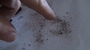 как вырастить белые грибы купить мицелий белого гриба семян спор белый гриб Белые грибы грибница