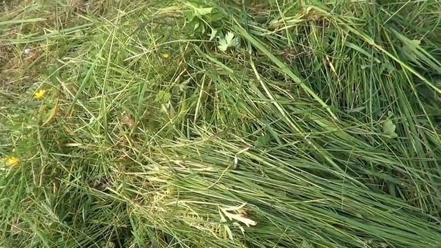 покос травы с помощью бензокосы смотреть онлайн