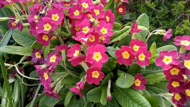 Примула(Золотые ключики) Легенда о примулах.