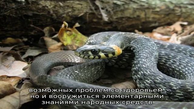 Гадюка: описание, виды, как выглядит, где живет, питание, размножение, опасность, фото и видео смотреть онлайн