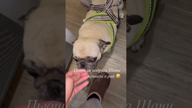 Пьющая подруга Шани смотреть онлайн
