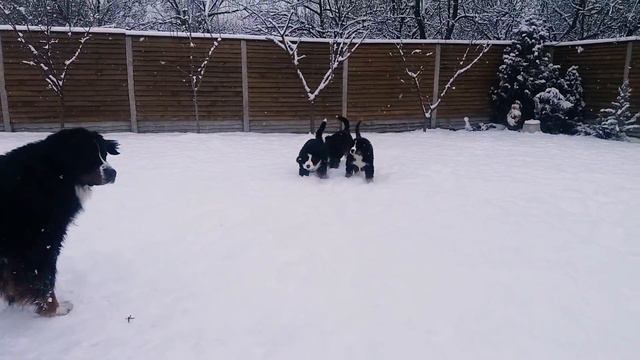 Мої файні берни смотреть онлайн