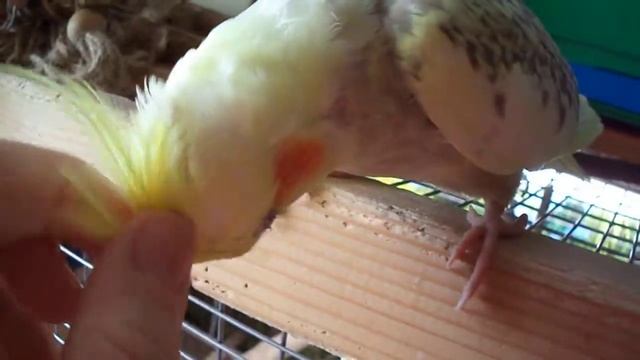 Взрослая ручная самка кореллы. смотреть онлайн