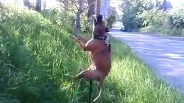 Hang time - Mon Chéri American pitbull terrier смотреть онлайн