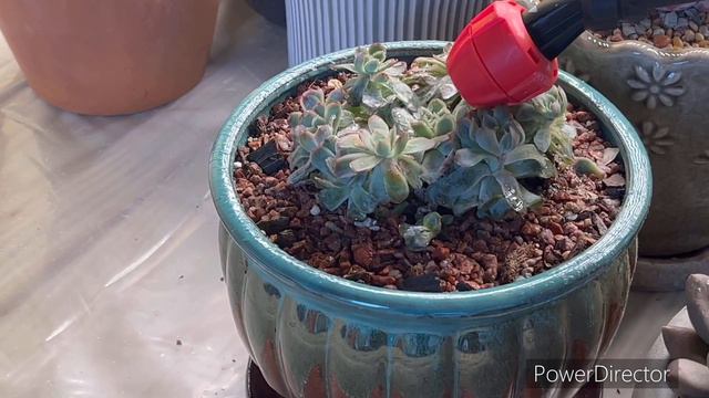 See how I water the succulent plants in the winter. смотреть онлайн