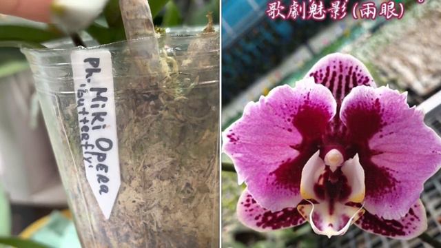 Неполные будни орхомана 🤷🏼♀️☺️ смотреть онлайн