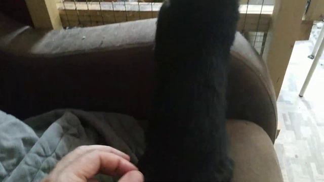 Ручной соболь , 5 лет демонстративно ластится перед клеткой мангуста. смотреть онлайн