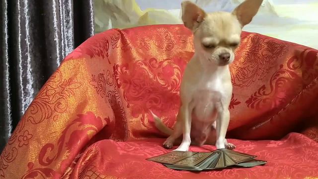 Макар чихуахуа играет в карты. Говорящая собака блогер гадает на завтра смотреть онлайн