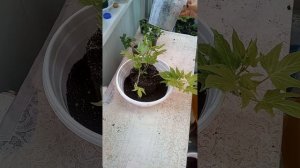 Пересадка в подвесное кашпо ипомеи батат