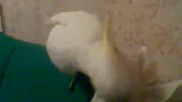 Желтохохлый какаду смотреть онлайн