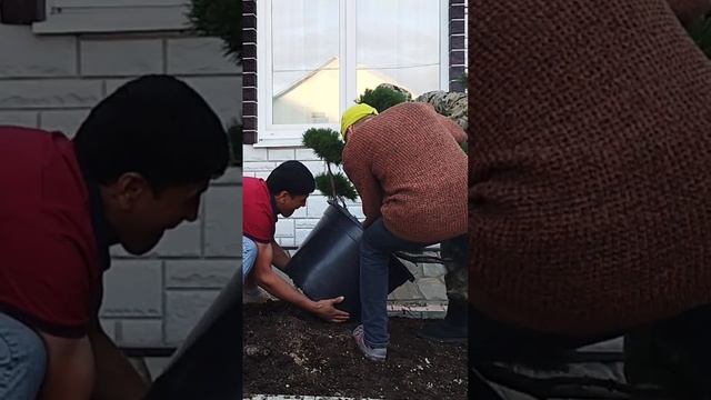 Бонсай пересадка в грунт (Горная сосна)!!!... #shorts смотреть онлайн