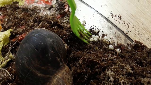 Huevos puestos caracol .Собираю яйца улитки. Кладка яиц. Улитки ахатины смотреть онлайн