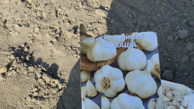 Озимый чеснок Чеснок из семян Весенний чеснок Яровой чеснок Какой чеснок лучше Сельская жизнь смотреть онлайн