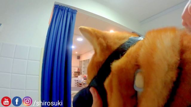 Shiro's Visit at the Vet. Needless to say, it was DREADFUL смотреть онлайн