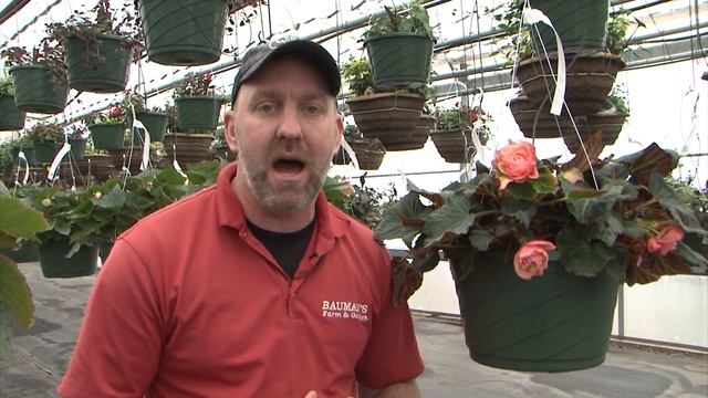 Fragrant Begonias смотреть онлайн