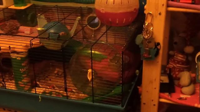 coco is moving home =] смотреть онлайн