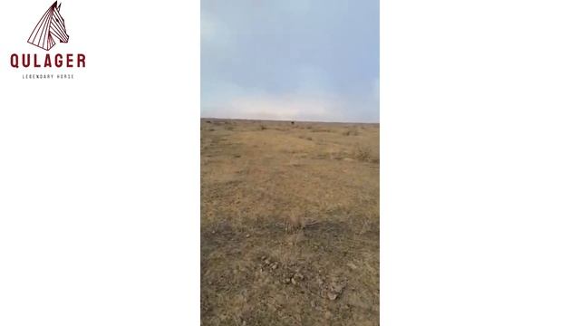 Жылқылар өліп жатыр