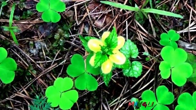 Слизевики или Ликогала древесинная. Папоротники. Съедобные растения в лесу. смотреть онлайн