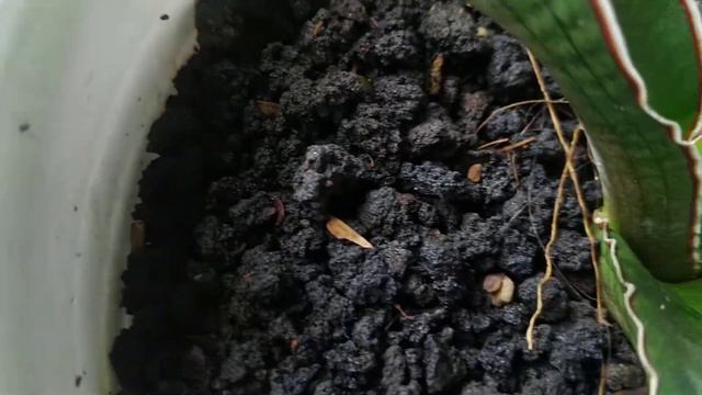 Sansevieria Sp Angola