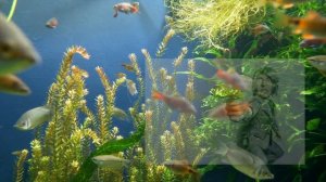 Аквариум без крышки, или зачем она нужна?