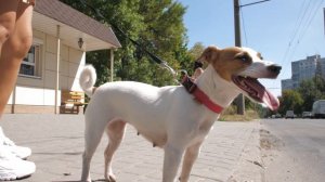 ЕДУ С СОБАКОЙ В ОБЩЕСТВЕННОМ ТРАНСПОРТЕ | ПРАВИЛА ПЕРЕВОЗКИ СОБАК В ГОРОДСКОМ ТРАНСПОРТЕ