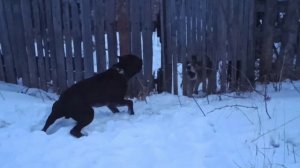 Защита Кане Корсо