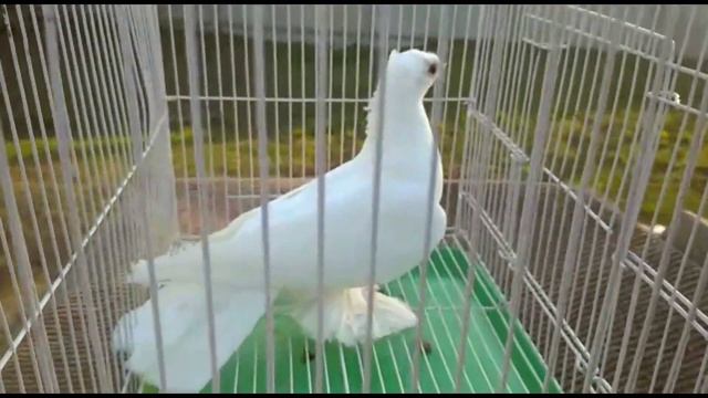 Бойные голуби, разных мастей. Жизнь голубей. смотреть онлайн
